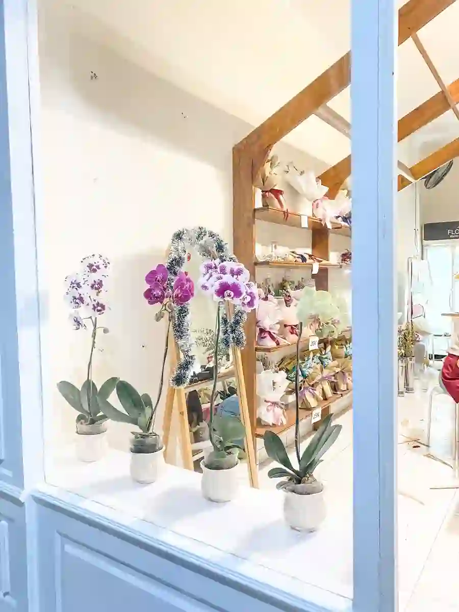 Koleksi anggrek Florasea — orchid display